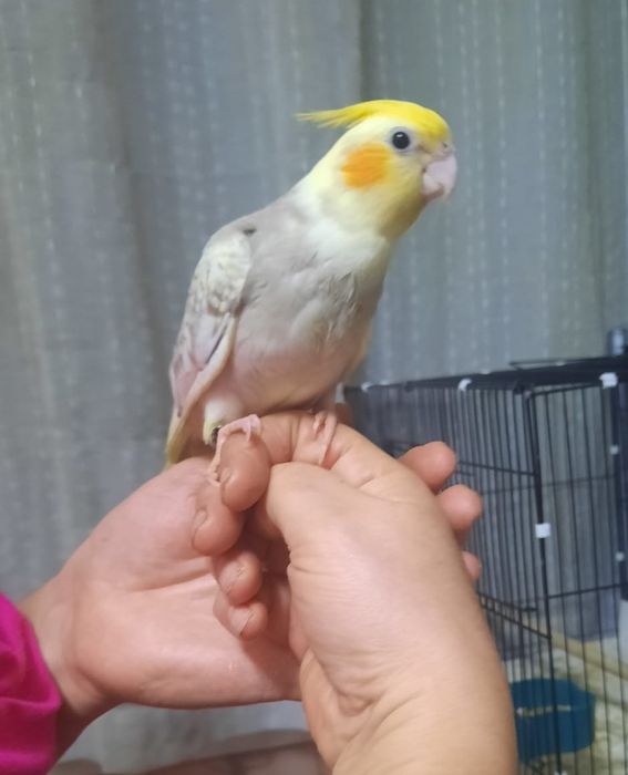 Caturra macho Arlequim Canela Face Amarela e Roseicollis, criados à mã