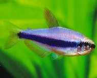 Tetra Kerri błyszczyk błękitny (Inpaichthys kerri) WYSYŁKA AKWAWIN