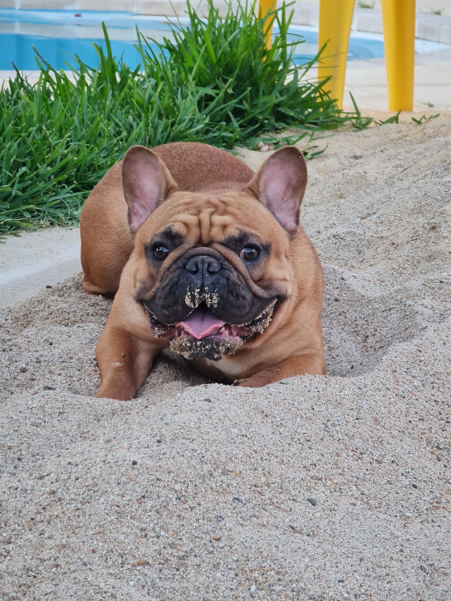 Bulldog Francês Red Fawn