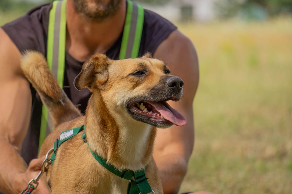 MIA młoda przyjacielska sunia