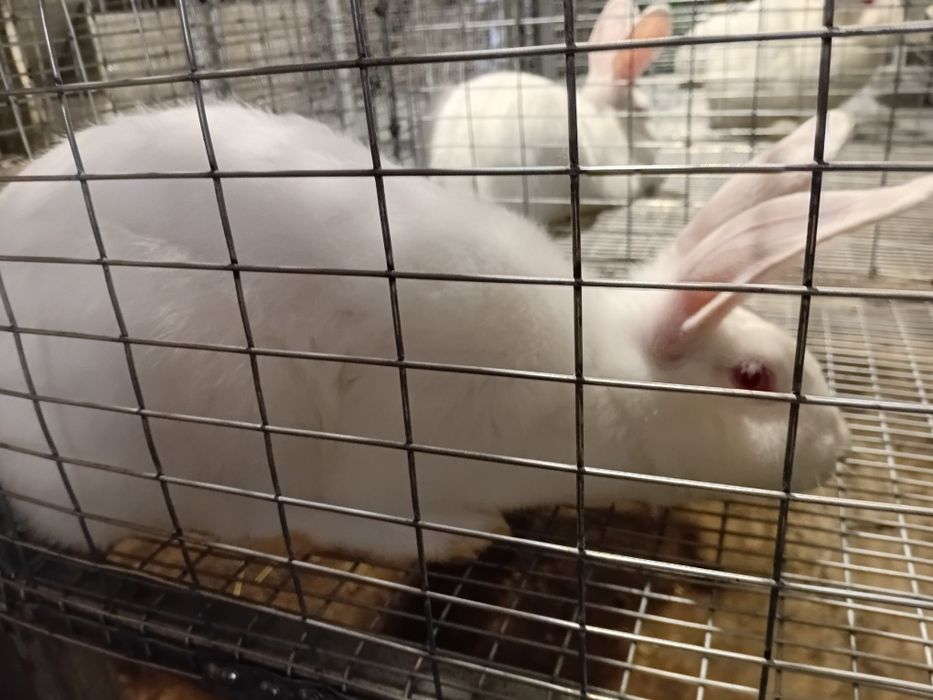 Кроли Панон, Колифорнийский