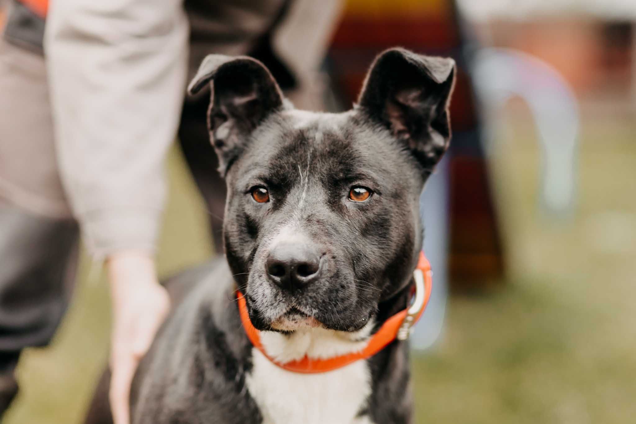 4-letni Amstaff do adopcji