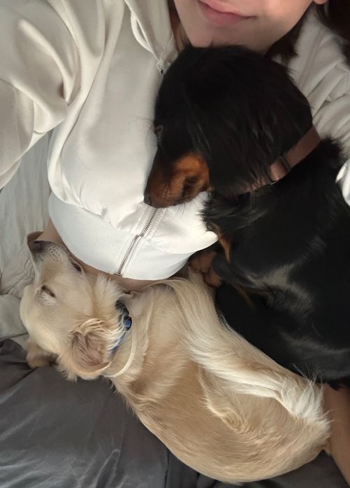 Opieka nad psem / petsitter – Wrocław