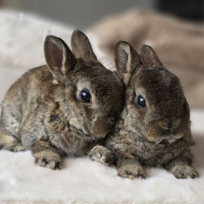 Pluszowy mini rex, karzełek rex, króliczek miniaturka, antyalergiczny