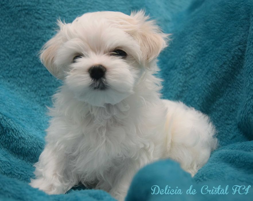 Maltańczyk szczeniaczek ZKWP