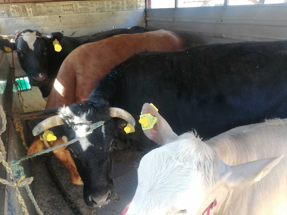 skup bydła krowy byki konie cielęta sprzedaż zamiana maszyn rolniczych