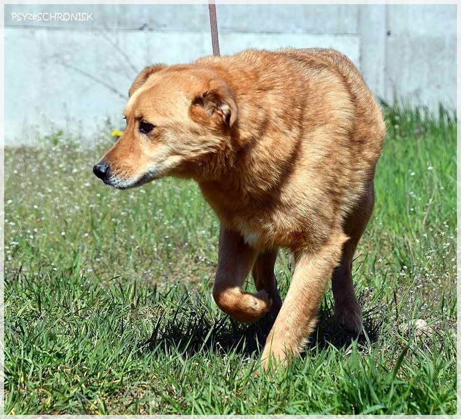 Rodi - czeka na ratunek już ponad 9 lat
