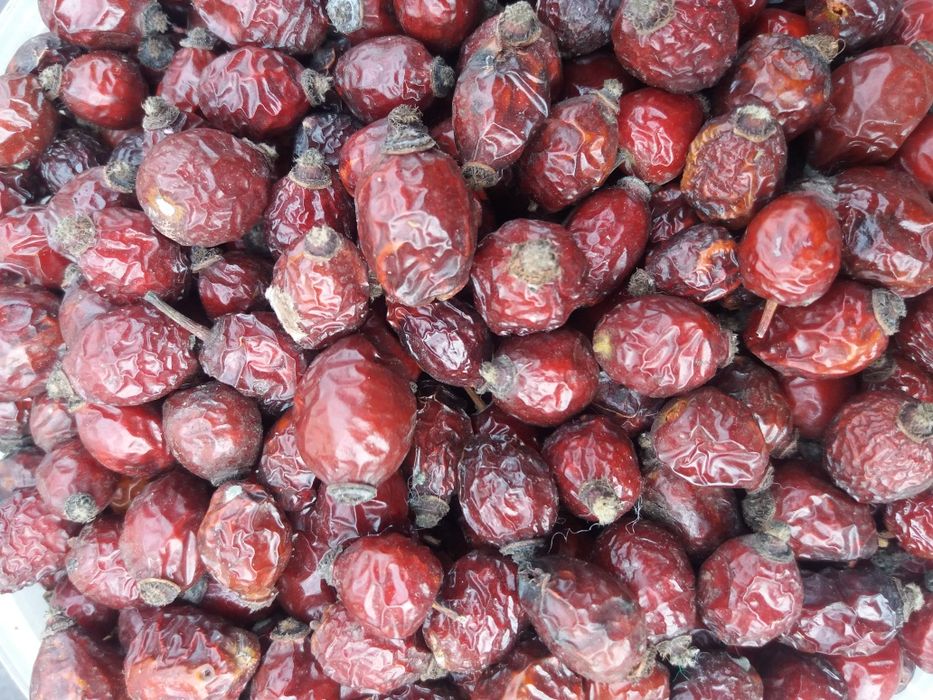 Шиповник урожай 2024 года