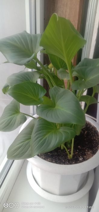 Кімнаті квіти, не дорого