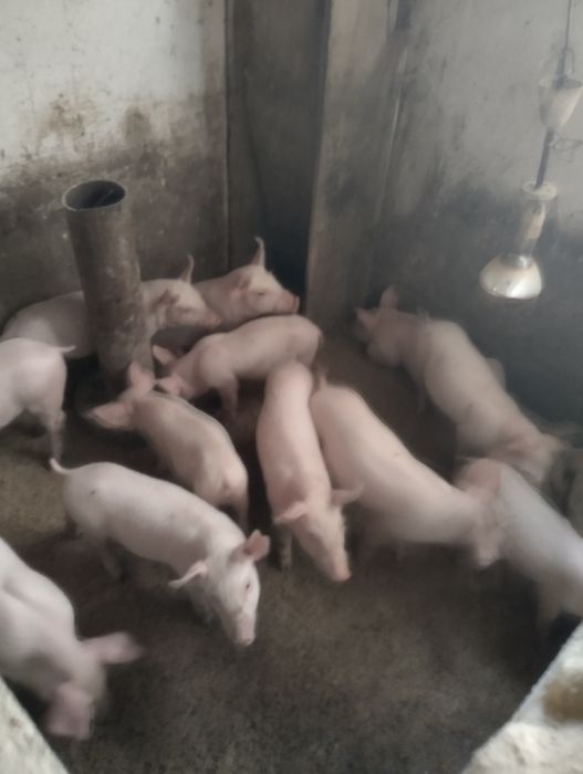 Продам поросят м'ясної породи.