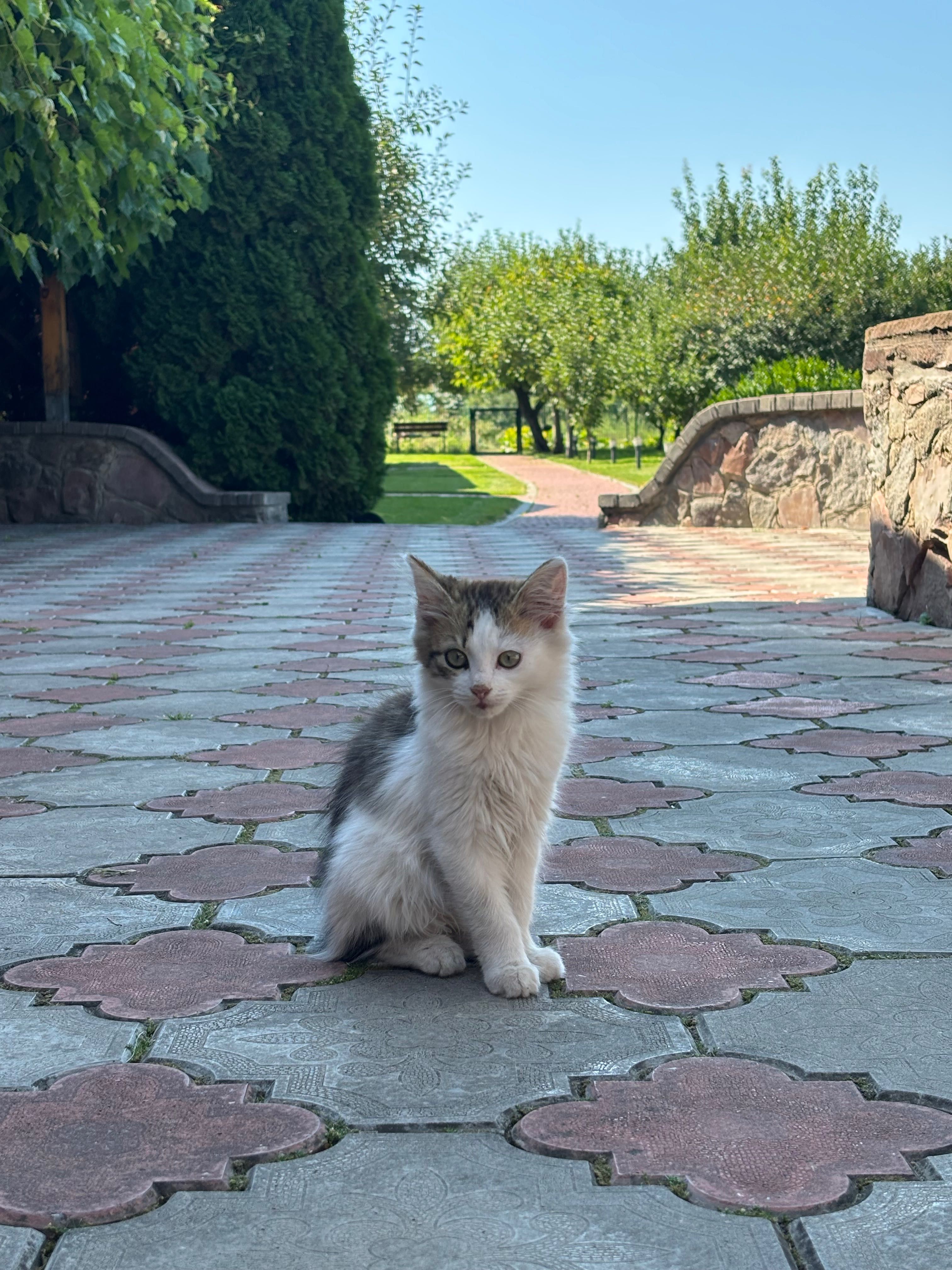 Кошеня Ляля в добрі руки