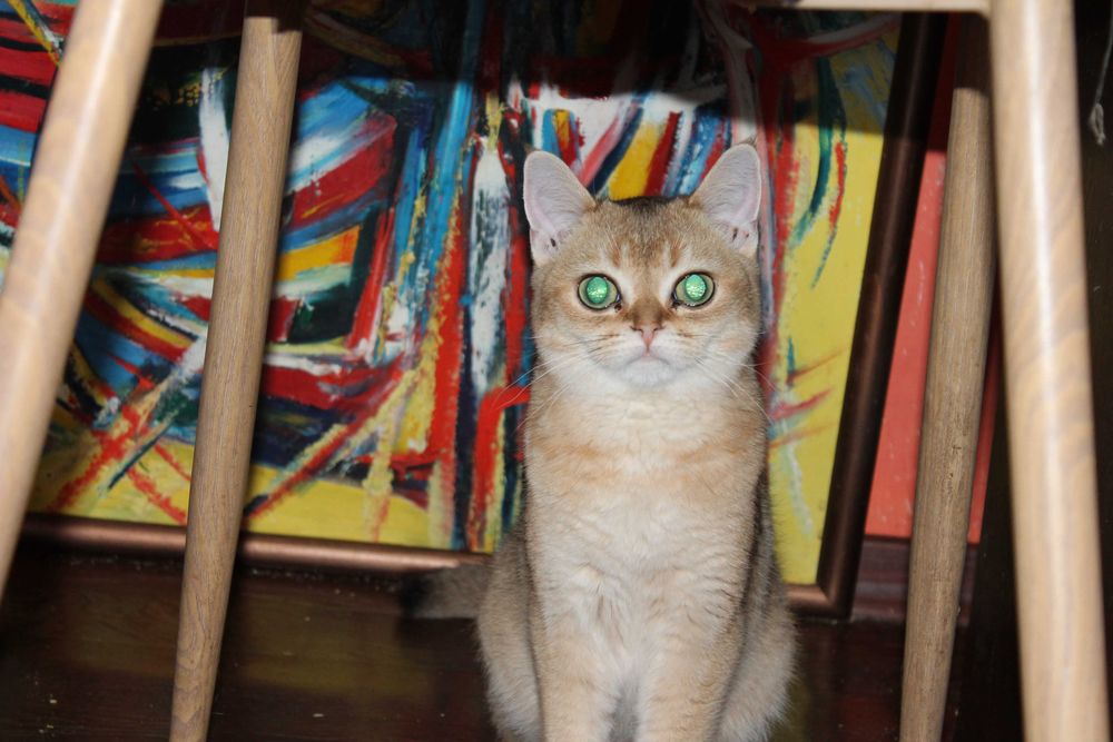 Золота шотландська шиншилла