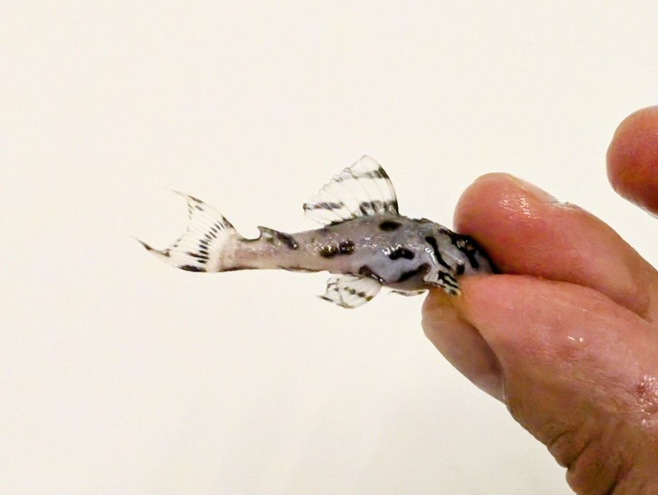 L236 super brancos 3/6cm hypancistrus