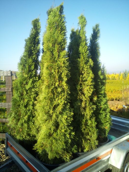 Tuja tuja szmaragd 180 cm 200 cm thuja smaragd