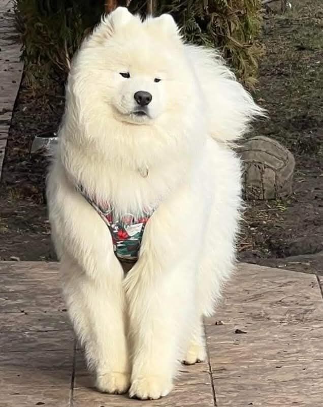 Już są  na świecie   Samoyed szczenię ZkwP FCI