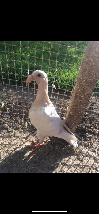 Декоративні кури