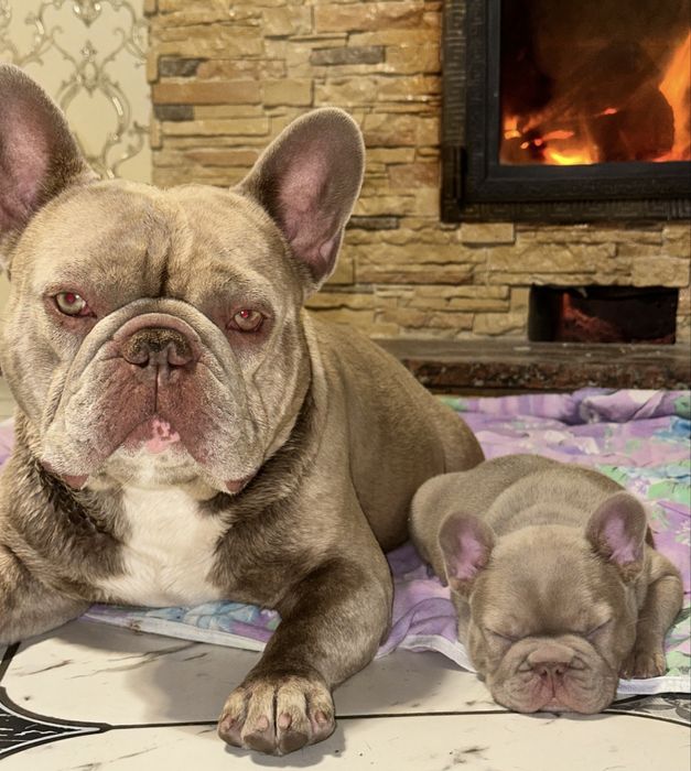 Аліментний хлопчик , найкращий з виводку!!!