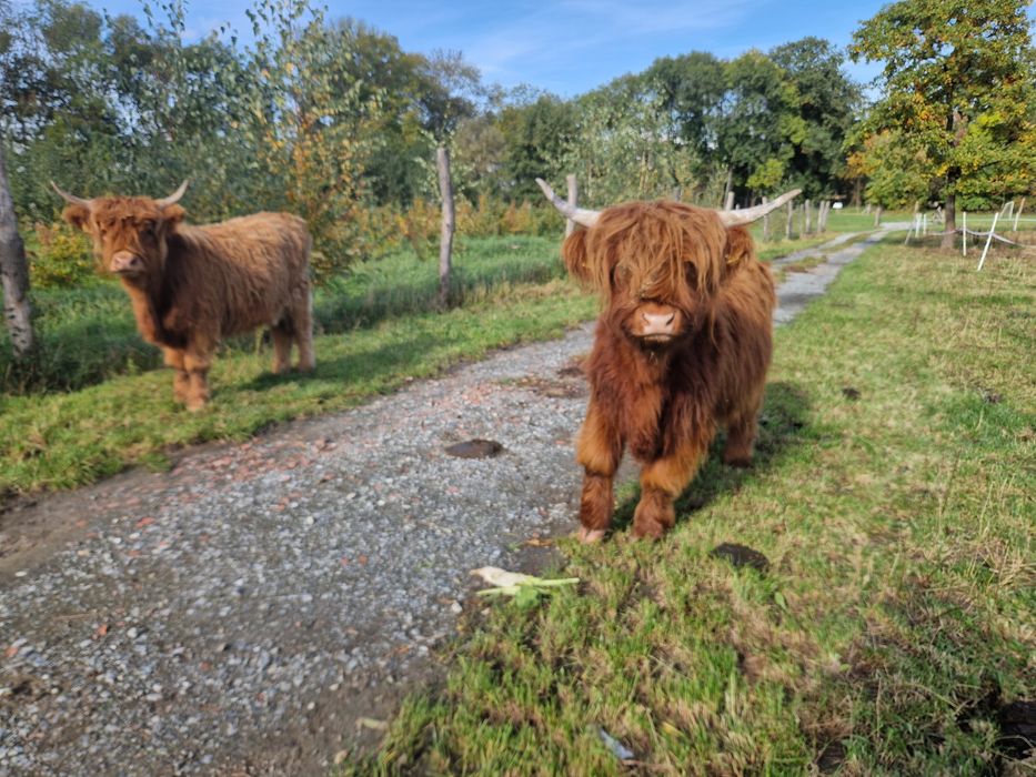 Jałówki Highland 2 sztuki