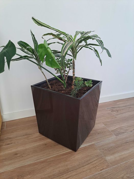 Vendo vaso com planta de interior