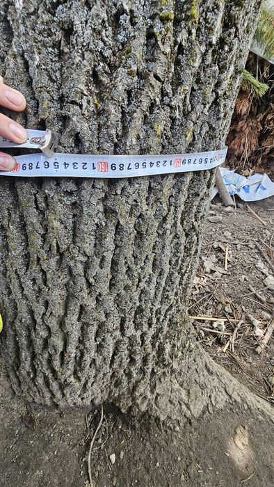 Orzech włoski do wycinki. Negocjuj!!!