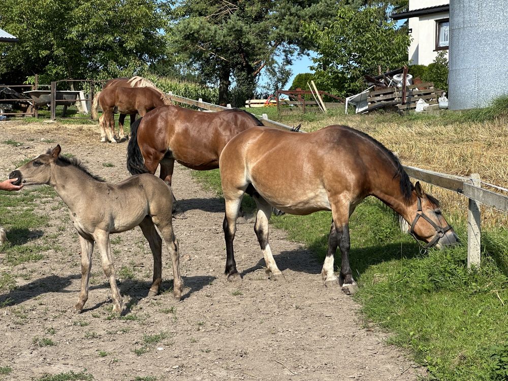 Sprzedam klacz ze źrebięciem