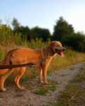 Oddam suczkę w typie labradora