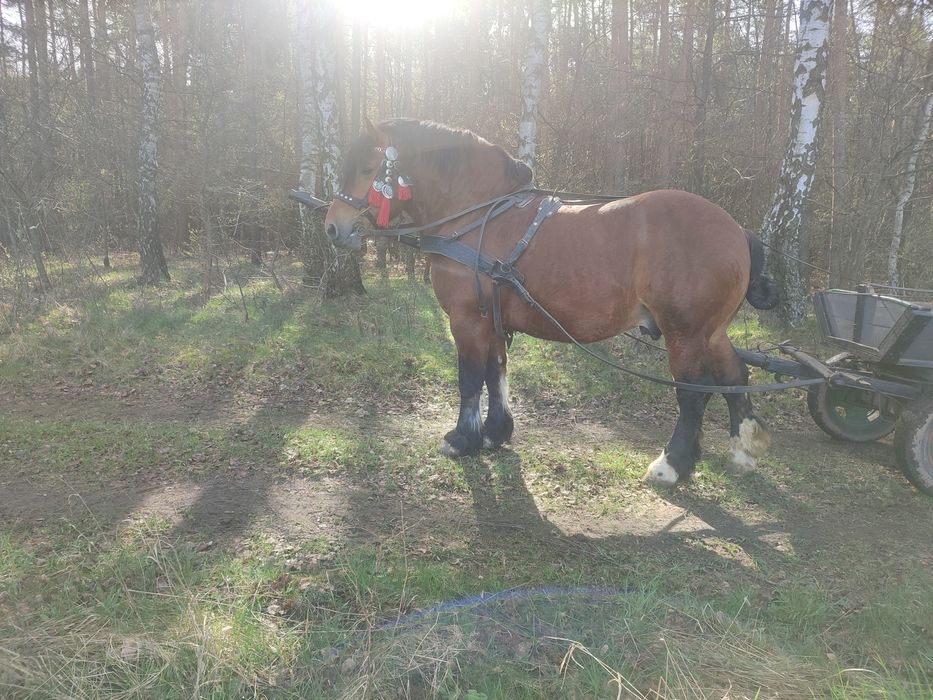 Sprzedam konia zimnokrwistego