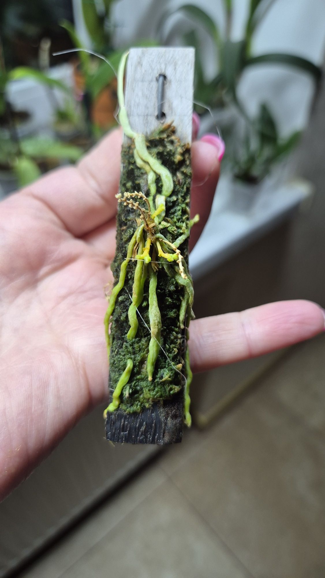 Орхидея Taeniophyllum obtusuma-1100грн;Neofinetia falkata;спатифиллум