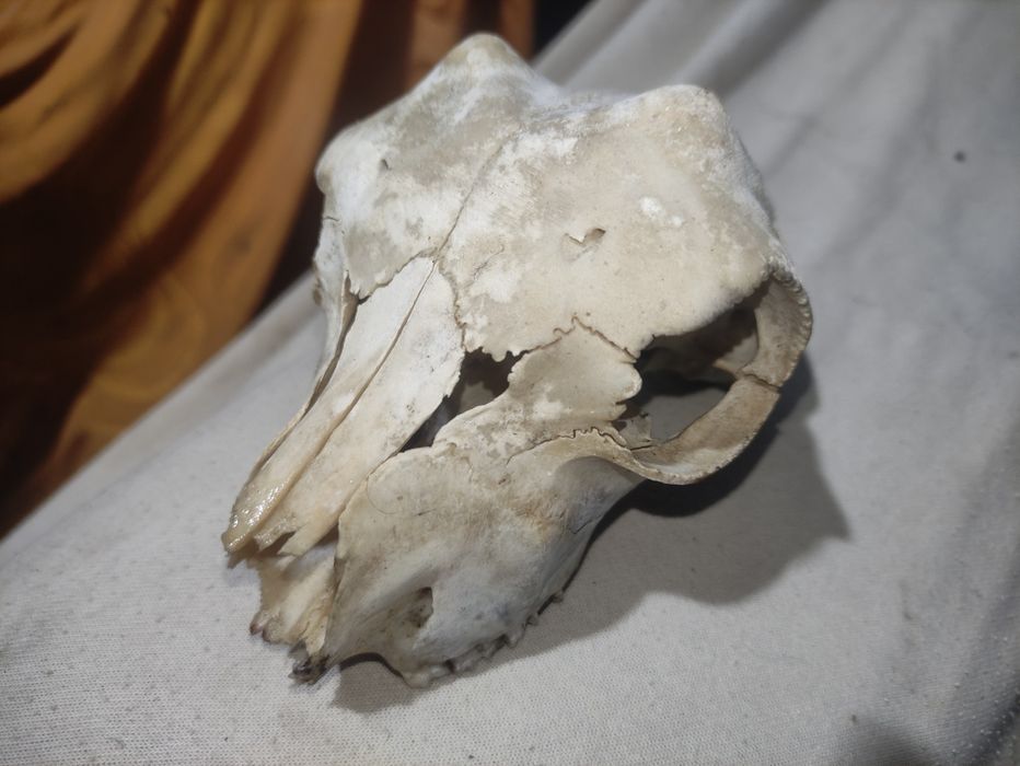 Продам череп безрогой козы, козла
