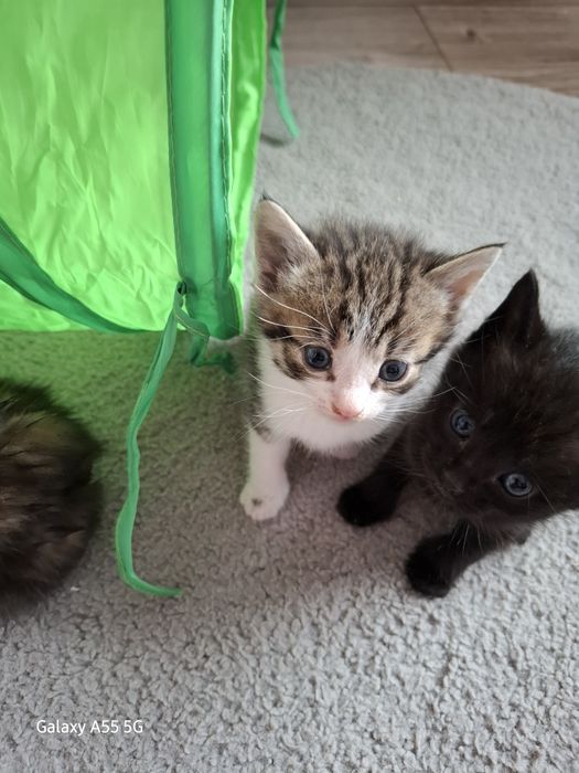 Oddam koty za darmo !!!