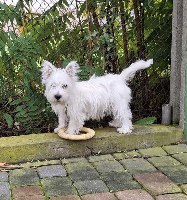 Szczeniaczek -suczka - West Highland White Terrier FCI