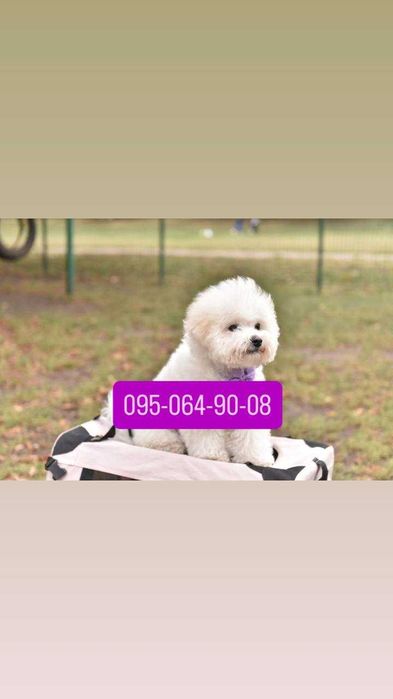 Бішон фрізе грайливе цуценя. bichon frise мальчик