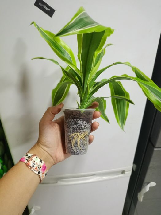 Домашня квітуча орхідея метелик, рожевий антуріум, драцена Лемон