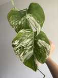 Monstera variegata szczyt ukorzeniony