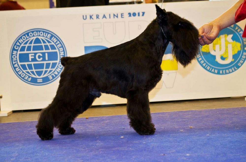 Цвергшнауцери,хлопці для парування