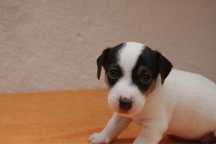 Cachorro Jack Russel Terrier - Fêmea