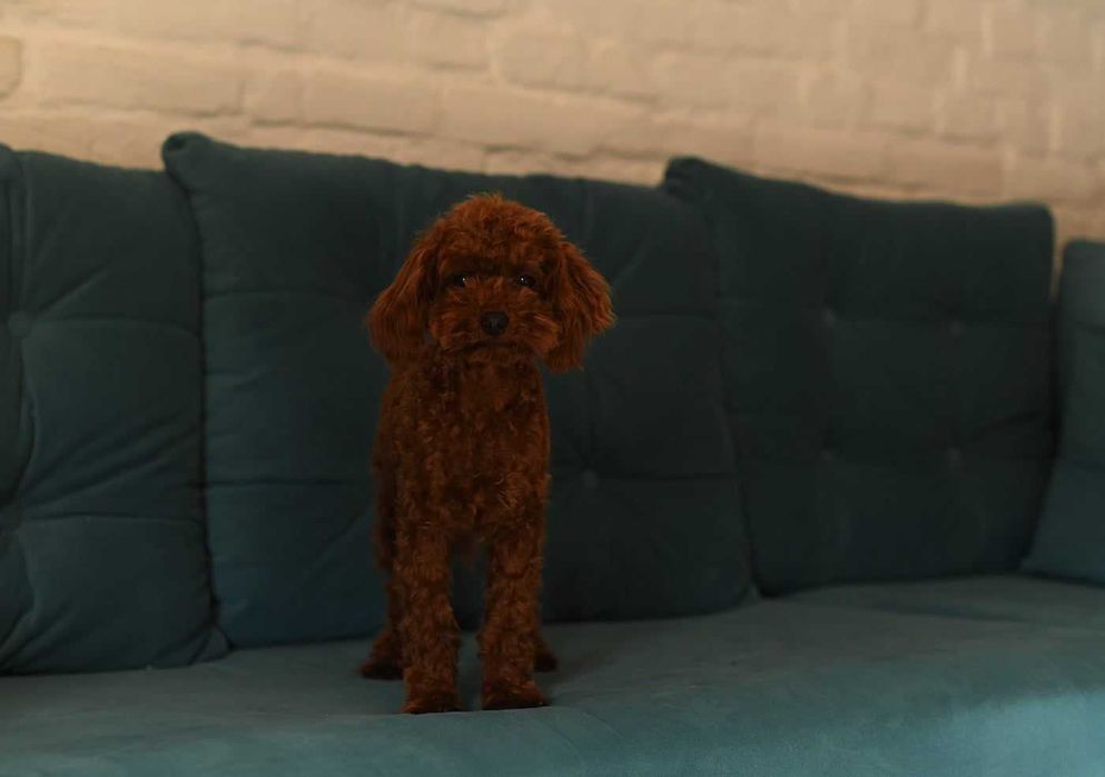 pudel toy 10 miesięcy samiec