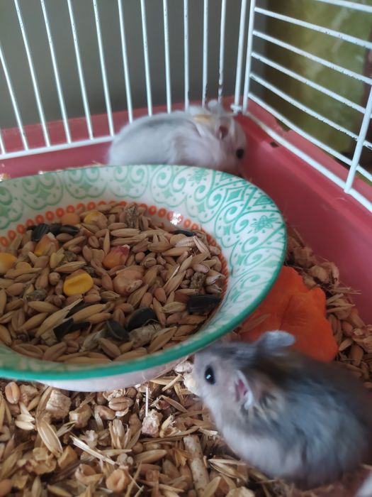 Хомячки Кременчуг