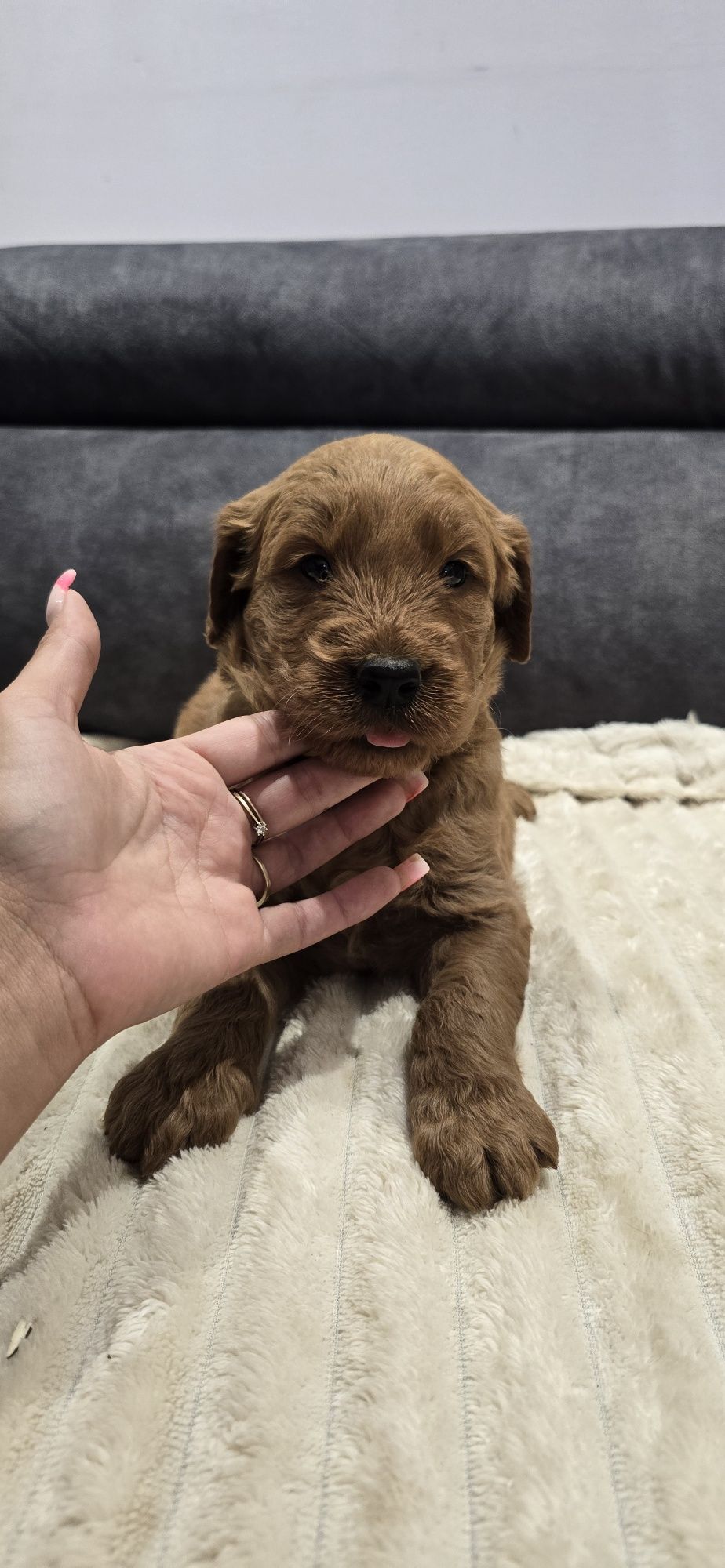 Goldendoodle f1 standard piesek red-brown