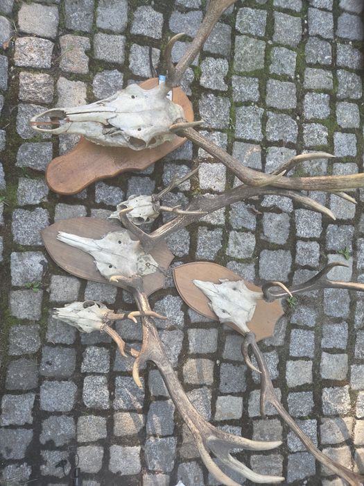 Oryginalne poroża jelenia do sprzedania