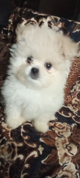 Продам мальтезе - мальтешпиц  мини щенков