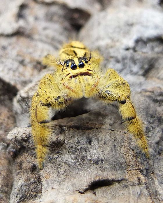 Skakun Hyllus diardi