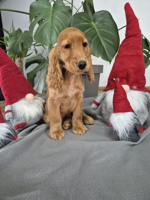 Cocker spaniel piekny szczeniak