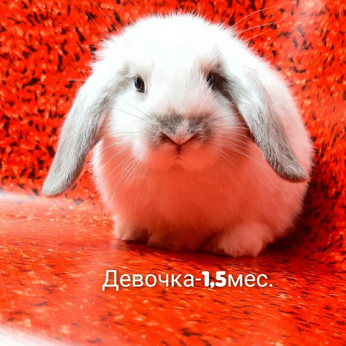 Карликовые миниатюрные декорат.торчеухие и вислоухие кролики и клетки