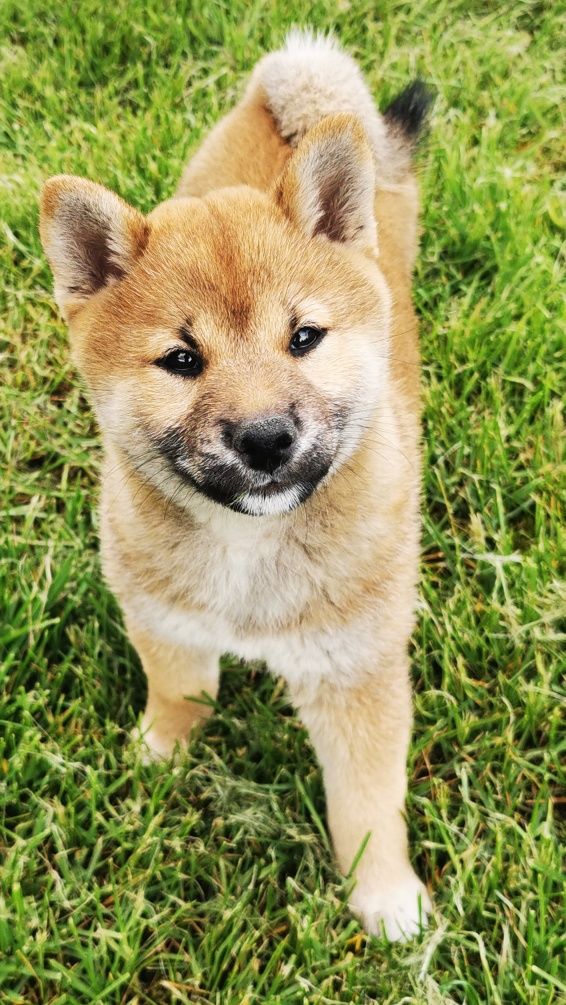 Shiba inu ruda sunia metryka chip książeczka zdrowia