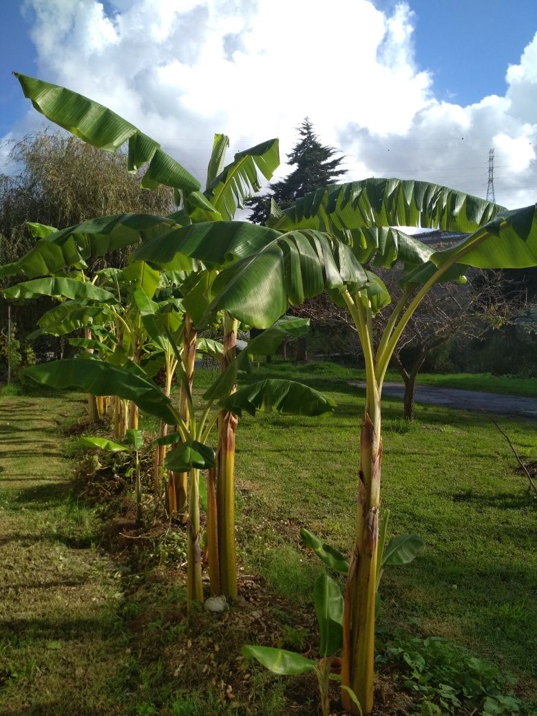 Bananeira envasada p venda