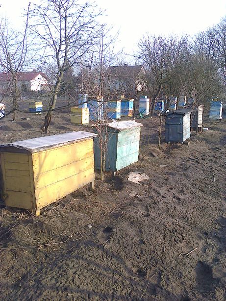 Rójki pszczele pszczoły