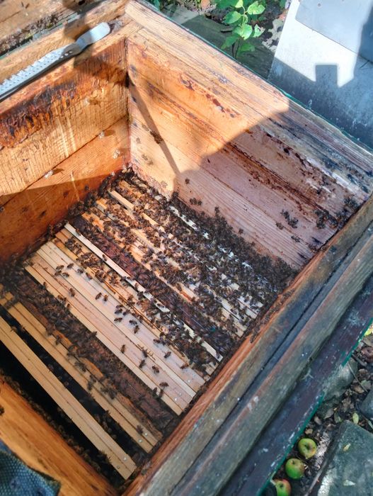 Dwie rodziny pszczele