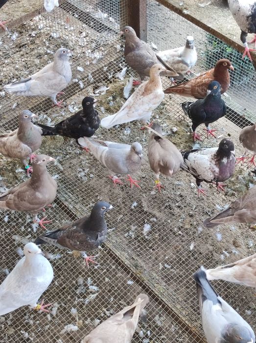 Gołębie pocztowe opal