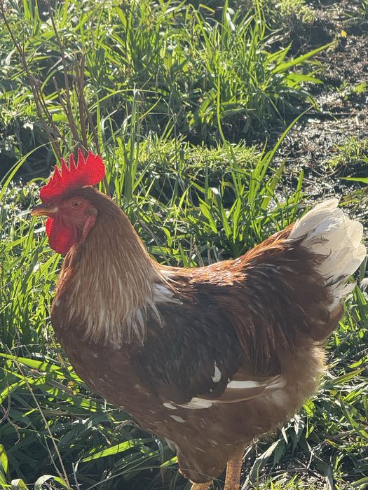 Vendo galo com 11 meses